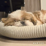 夏は外に出ないという選択