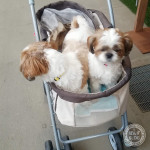 買い物でも暴れん坊。