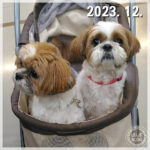 親子でお買い物、大好きだったよね