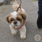 買い物しながら。