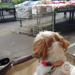 おかいものは、たのしいな♪