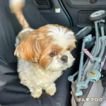 おかいもの、たのしいぽんずよ！