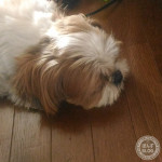 乗り切ります。