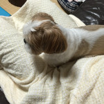 飼い主うなされる