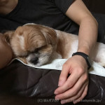 仲良く？もふ寝