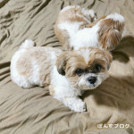 けんこうの、ひけつ。