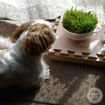 カイワレ観察中。