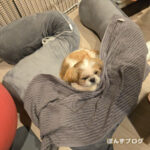 みんな大好き抱き枕