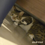 かぼすとはっさくの追いかけっこは続く