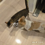 かくれんぼが上達した、はっさく