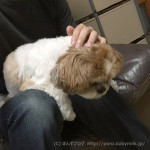 雷さん、こわいかぼ。