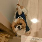 怖がりんぼ、かぼす。