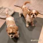 めちゃくちゃ雷を怖がってしまう、かぼす。