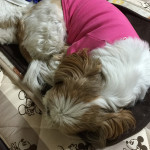 昼はポカポカ、夜は凍え・・・っ