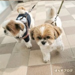 お客さん大好きっ子。