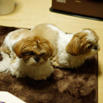 もふもふオリンピックに向けて