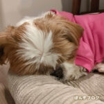 ぽんずの咳、昨日より落ち着きました。