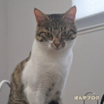 全く毛が乱れないはっさく