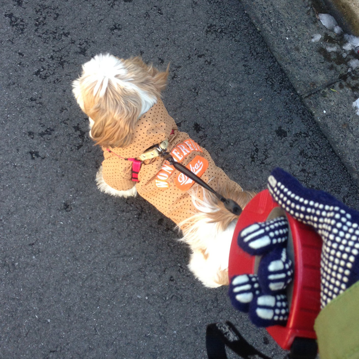 謎のかぼだるま現る