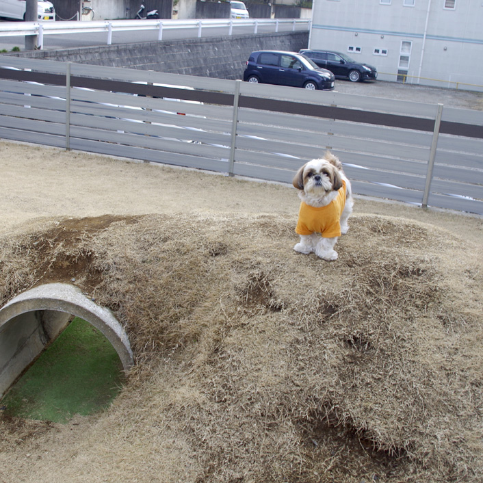 みんなと遊んだ、ぽんず