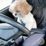 もふもふ実習生かぼす