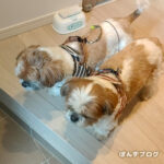 固まるもふもふの謎。