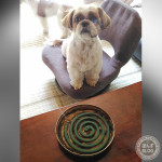 蚊の季節(´･ω･`)