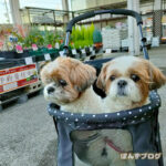 珍しいもの好きな、ぽんかぼ。