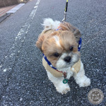 風の子かぼす。