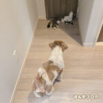 台風並みのドタバタ