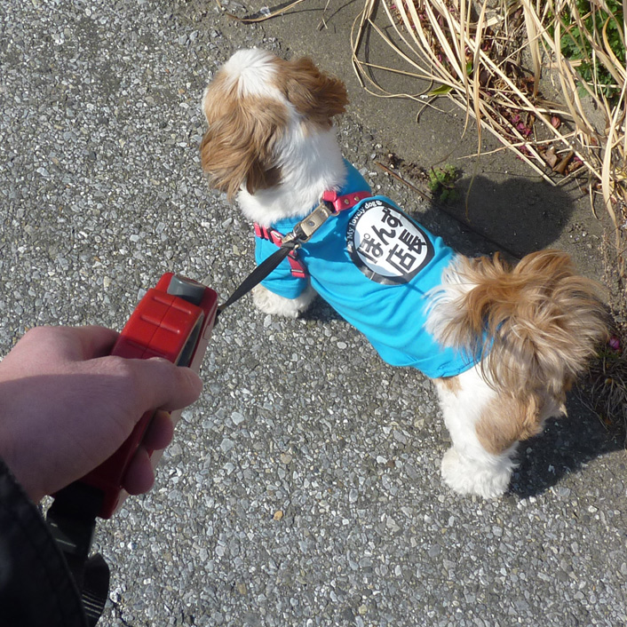 風が強いぽんずよ