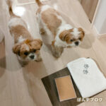 『けほっ』が出てしまう、ぽんず