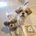 気管虚脱:夏の定点観測’24