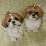 キノコとナメコ