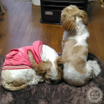 気を使ったかぼす？