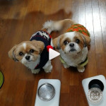 しっぽ、ブンブンブン！