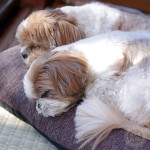 やっぱり高画質！