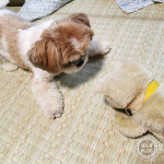 ちっちゃいのに、こわい！