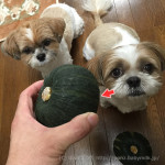 子カボチャあらわる