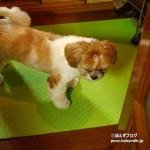 かぼすが恐れていたものは？