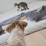 保護猫観察記28日目:ついに、吠えなくなった!