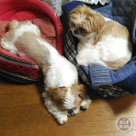 まま、行儀わるいかぼ。