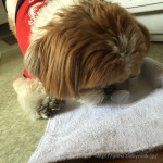 かき氷食べたいかぼ！