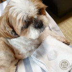 氷、すき？きらい？