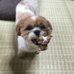 これであそぶかぼ、かぼ！