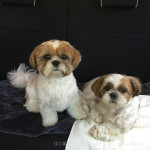 意外と暑がらない？