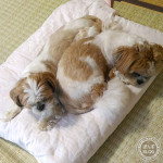 割り込むかぼす。