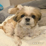 シーズーならではの『味』