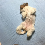 もふもふころころ