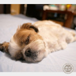 こてん、ごろーん。